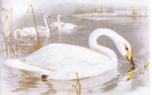 Cisne cantor
